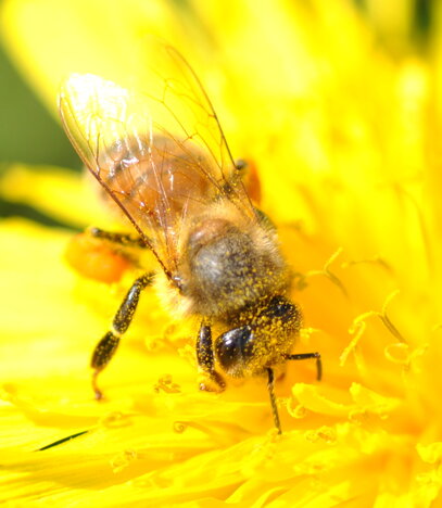 ape-apis-mellifera-su-fiore ape-apis-mellifera-su-fiore