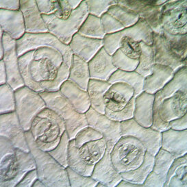 Cavolfiore (Brassica oleracea) Cellule e stomi di cavolfiore