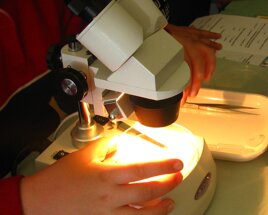 stereoscopio stereoscopio