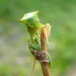 Membracidae Insetto Membracide a forma di aculeo
