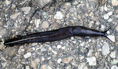 lumaca-limax-aldrovandi-limacidae