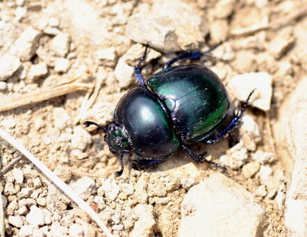 trypocopris-pyrenaeus-scarabeo-stercorario