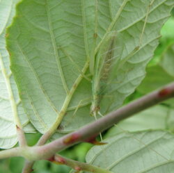 Oecanthus pellucens (Gryllidae) Grillo arboricolo
