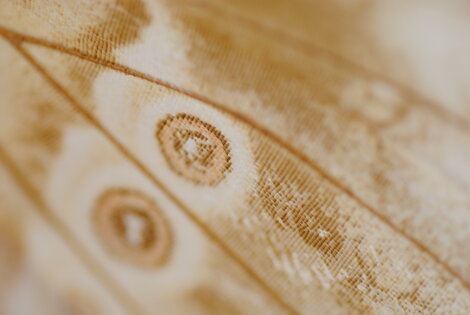 scaglie-ala-di-farfalla-ocelli