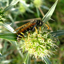 Polistes dominula (Vespidae) Vespa