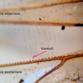 Hamuli su ala di fuco Ala anteriore e posteriore sganciate Hamuli su ala di fuco Ala anteriore e posteriore sganciate