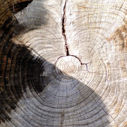 sezione-tronco sezione-tronco