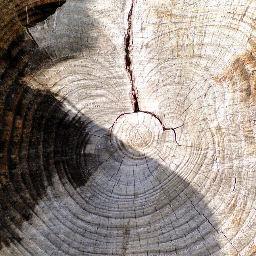 anelli-degli-alberi