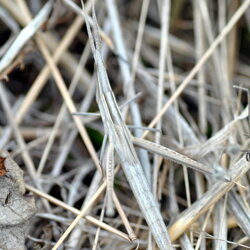 Acrida ungarica (Acrididae) Acrida ungarica (Acrididae)
