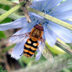 Syrphus sp. (Syrphidae)