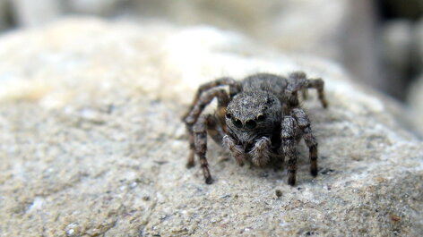 aelurillus-salticidae