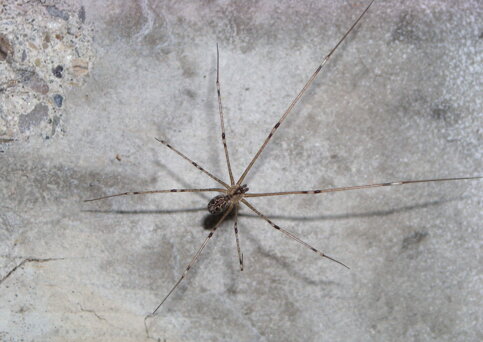 holocnemus-pluchei-pholcidae-ragno-ballerino