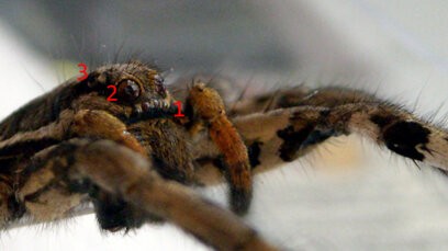 lycosa-tarantula-lycosidae-occhi