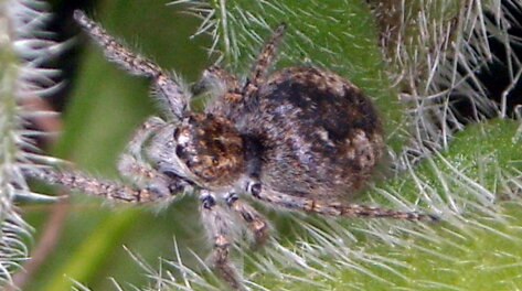 philaeus-chrysops-femmina-salticidae