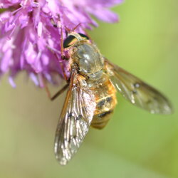 Pangonius sp. (Tabanidae)