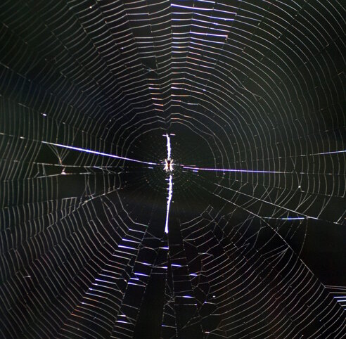 ragnatela-orbicolare
