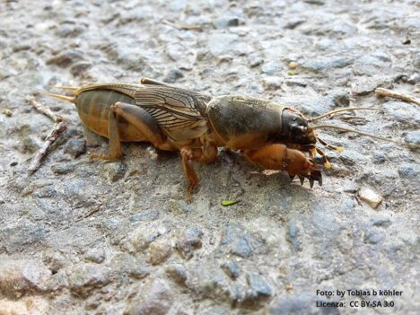 grillotalpa-gryllotalpa-gryllotalpa