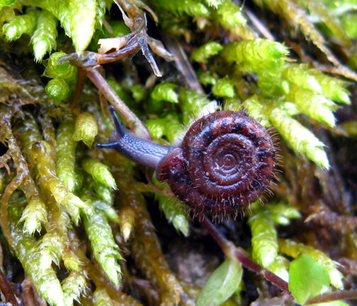 helicodonta-obvoluta-helicodontidae