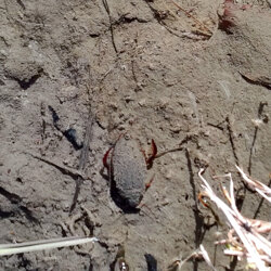 Dytiscidae Coleottero acquatico