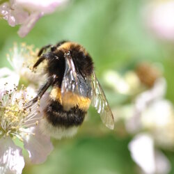 Bombus terrestris (Apidae) Bombo