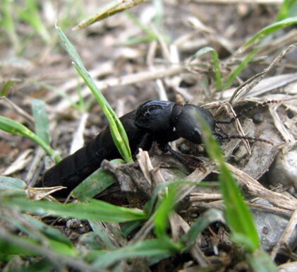 ocypus-olens-staphylinidae