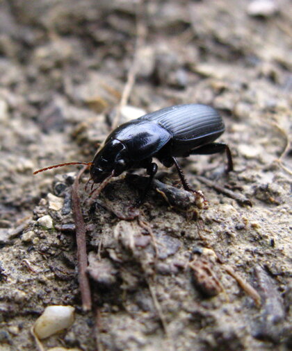 harpalus-dimidiatus-carabidae