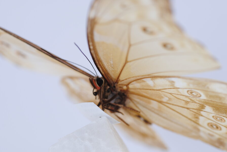 ali-farfalla ali-farfalla