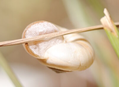 epifragma-di-conchiglia