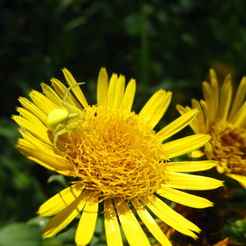 Misumena-vatia Abito giallo