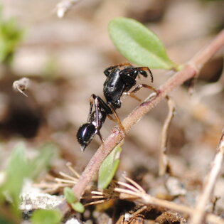 Leptorchestes sp. (Salticidae) Leptorchestes con le zampe anteriori sollevate per imitare la forma delle antenne delle formiche