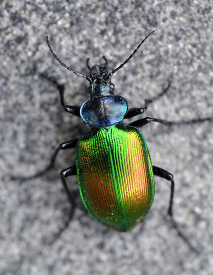 calosoma-sycophanta-carabidae