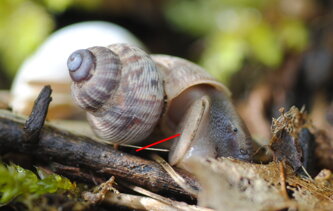 opercolo-di-calcare-di-pomatia-elegans