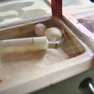 Camponotus barbaricus Figlia/operaia intenta a bere acqua e miele Camponotus barbaricus Figlia/operaia intenta a bere acqua e miele