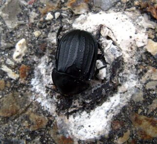 silpha-olivieri-adulto