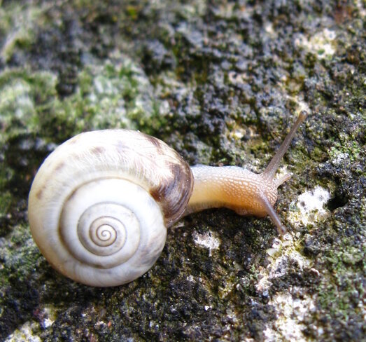 chiocciola-monacha-hygromiidae