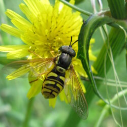 Chrysotoxum cautum (Syrphidae)