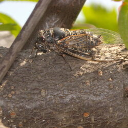 Cicadidae Cicala