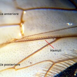 Hamuli su ala di ape operaia Ala posteriore agganciata all'ala anteriore tramite gli hamuli Hamuli su ala di ape operaia Ala posteriore agganciata all'ala anteriore tramite gli hamuli