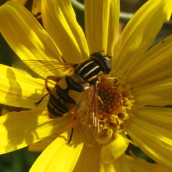 Helophilus sp. (Syrphidae)