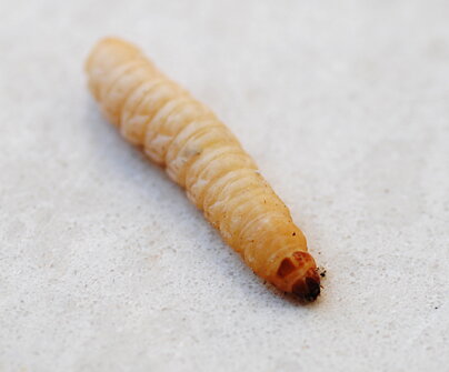 larva-galleria-mellonella-tarma-della-cera larva-galleria-mellonella-tarma-della-cera