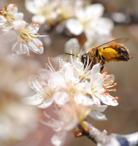 ape-operaia-bottinatrice-apis-mellifera ape-operaia-bottinatrice-apis-mellifera