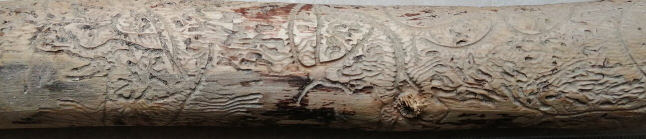 gallerie-nel-legno-scavate-dal-coleottero-pityogenes sp.