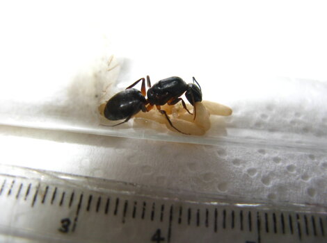 camponotus-barbaricus-regina-con-uova camponotus-barbaricus-regina-con-uova