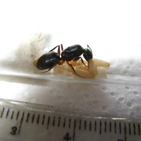 camponotus-barbaricus-regina-con-uova camponotus-barbaricus-regina-con-uova