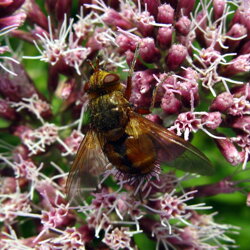 Tachina sp. (Tachinidae)