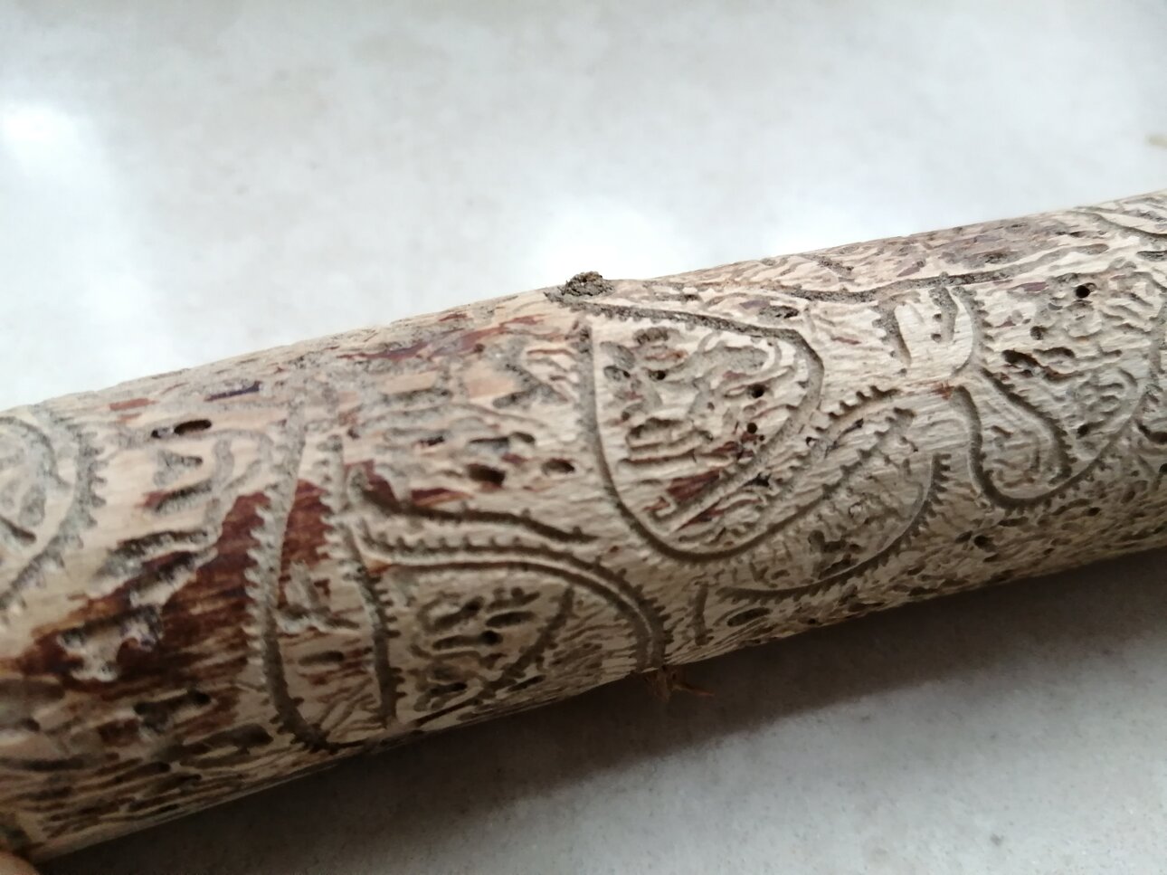 gallerie-scavate-da-coleotteri-scolitidi