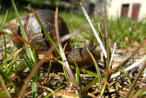 Chiocciola-cornu-aspersum