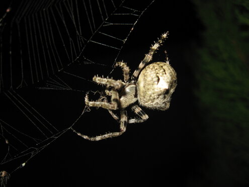 araneus-angulatus-araneidae