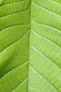 foglia-noce-juglans-regia foglia-noce-juglans-regia