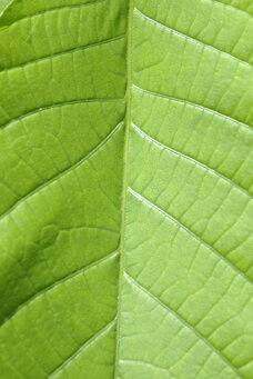 foglia-noce-juglans-regia foglia-noce-juglans-regia